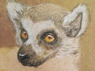 Studies of Lemur